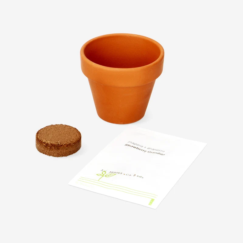 Grow kit - Strawberries
