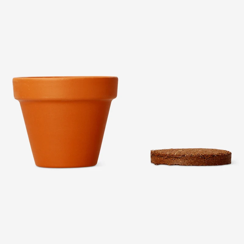 Grow kit - Mimosa plant