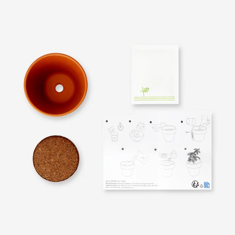Grow kit - Mimosa plant