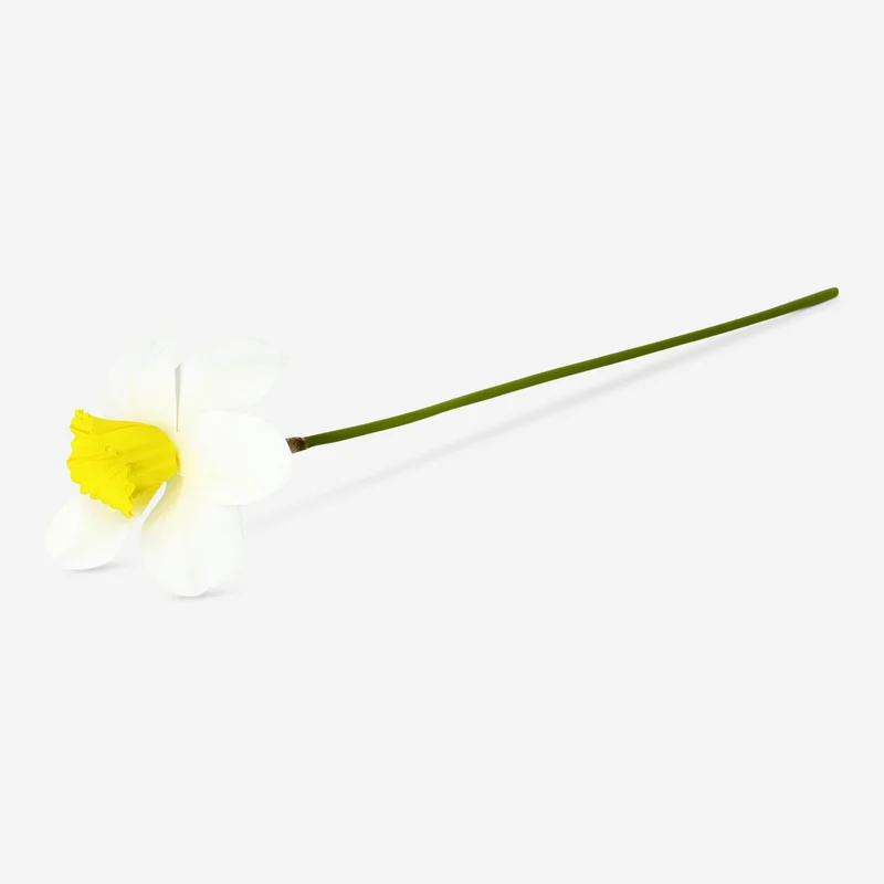 Decorative daffodil flower - 30 cm
