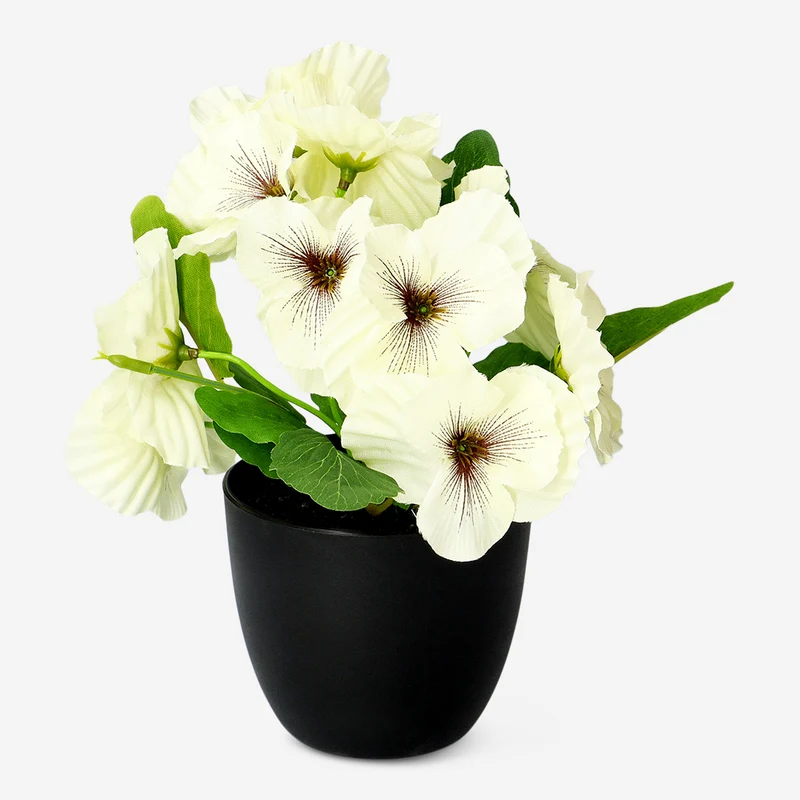 Decorative plant with white flowers - 20 cm