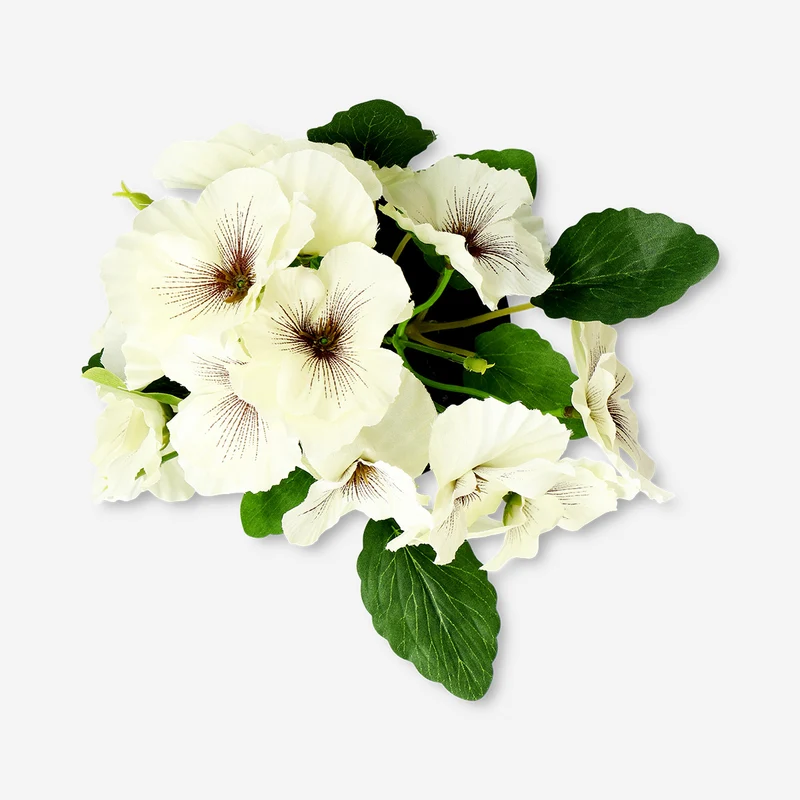 Decorative plant with white flowers - 20 cm