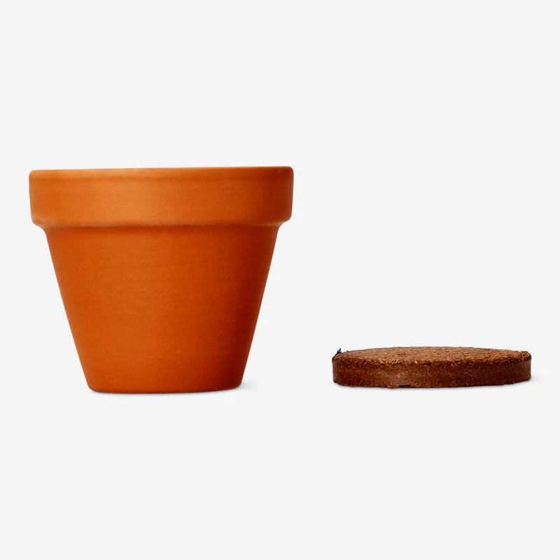 Grow kit - Poppy