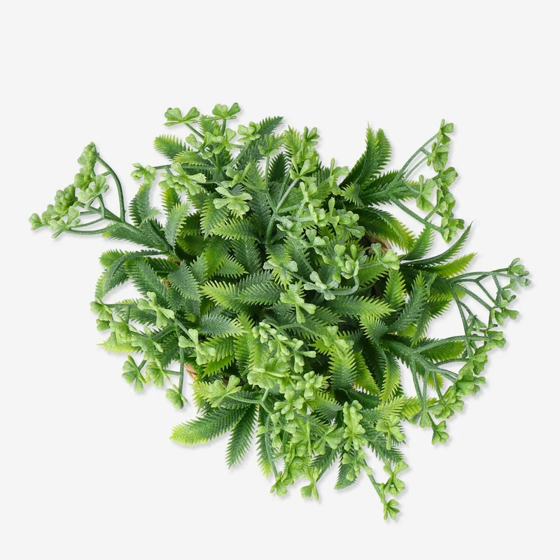 Decorative plant