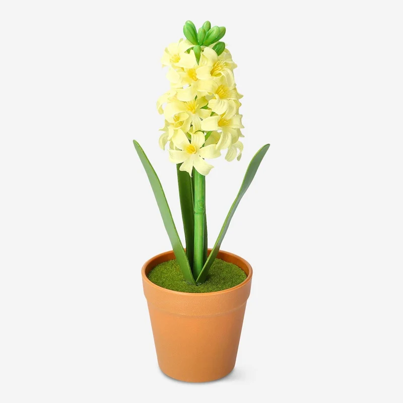 Decorative plant