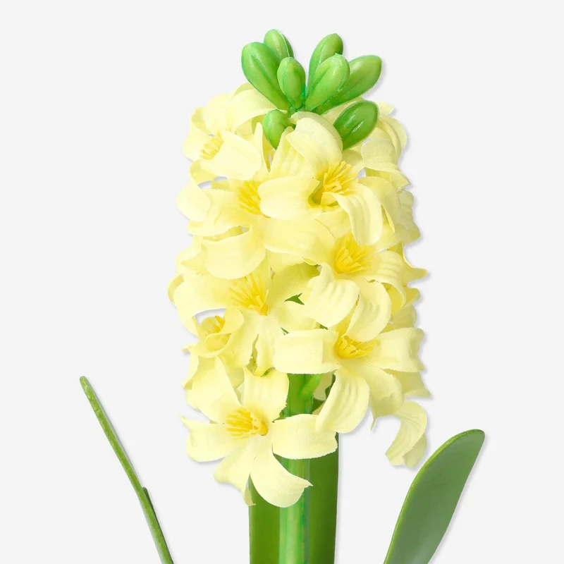 Decorative plant