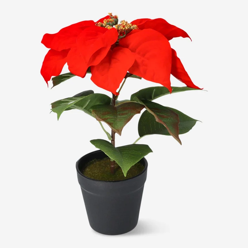 Decorative poinsettia. 30 cm